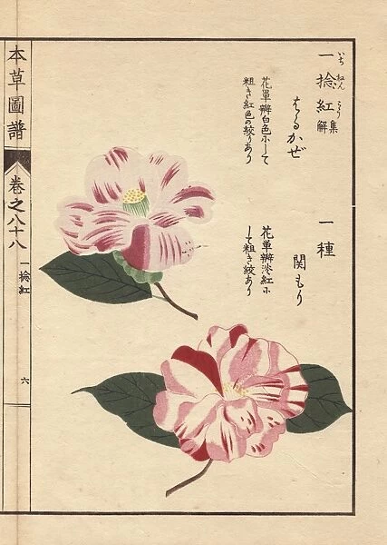 White and pink camellias, Sarukaze and Sekimori