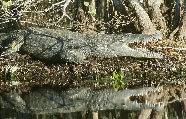 American Crocodile Ding Darling Refuge, Sanibel Island, Florida, USA