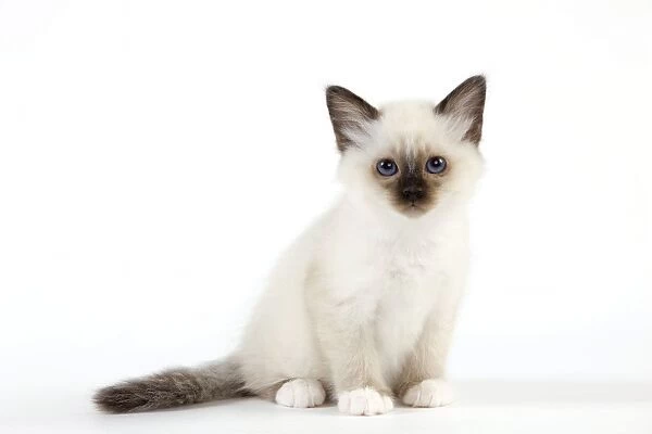 Cat - Birman kitten