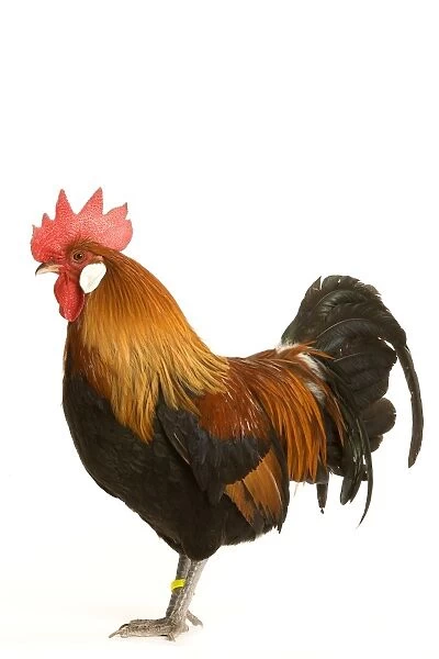 Chicken - Gallic Rooster  /  Cockerel