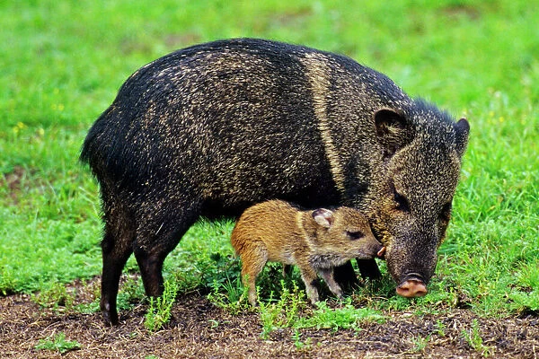 Collared Peccary  /  Javelina - mother with young piglet. American Southwest. MX21