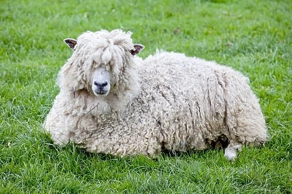 Cotswold Sheep Ewe - sitting - Rare Breed Trust Cotswold Farm Park - Temple Guiting Glos UK