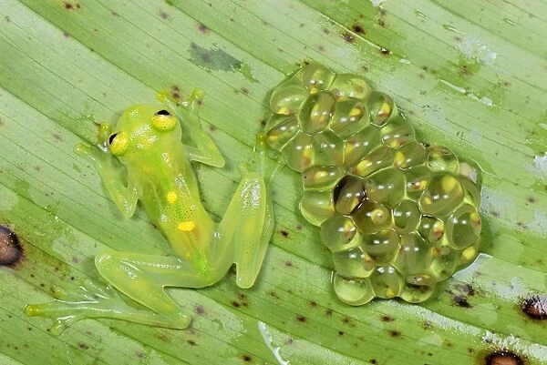 Fleischmann's Glass Frog - female with her fully developed eggs of tadpoles - San Cipriano Reserve - Cauca - Colombia