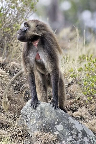 Gelada Baboon - standing on rock. Simien mountains - Ethiopia - Africa
