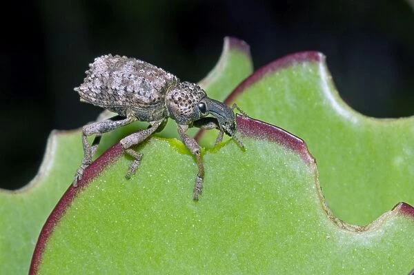 Lily Weevil - feeding on leaves of Pig's Ears (Cotyledon orbiculata) - Grahamstown, Eastern Cape, South Africa