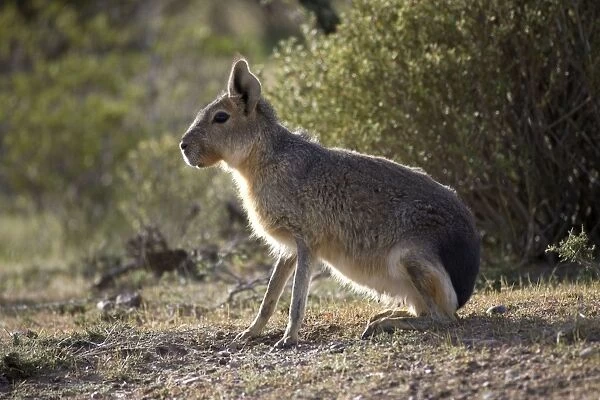 MARA  /  Patagonian Hare  /  Patagonian Cavy Range: Argentina, west - central Provinces and Patagonia. Photographed in Chubut Province
