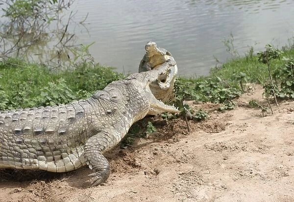 Orinoco crocodile - two fighting Hato El Frio, Venezuela