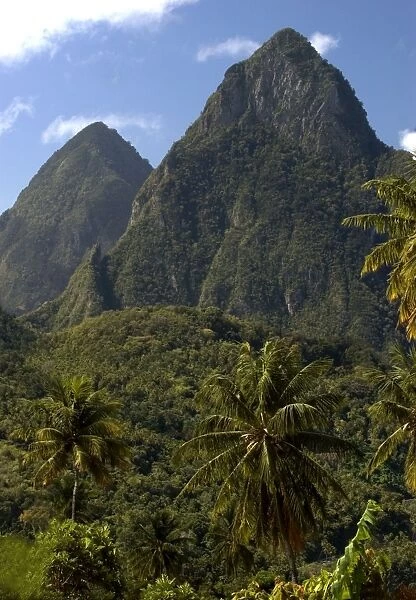 The Pitons Mountains. The Island of St. Lucia is very green with coconut palms widely scattered. The central region is dense rainforest. February