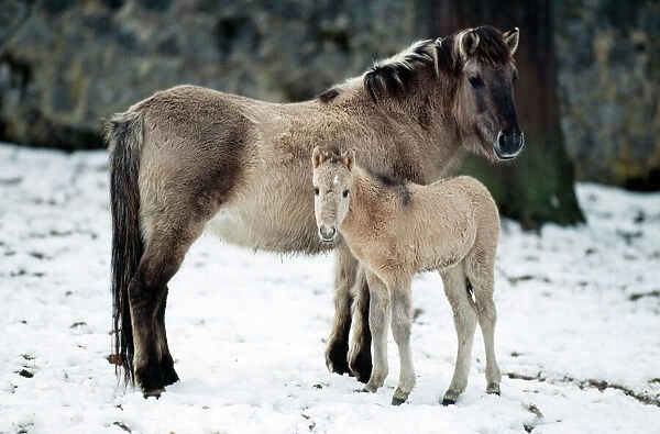 Przewalski's Horse With foal