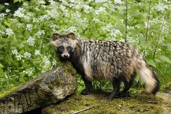 Raccoon dog, Germany