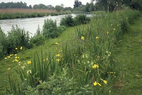 River Itchen - showing bank vegetation & angler's path. Hampshire, UK