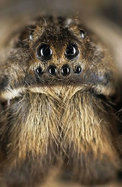 Tarantula spider - face, spider lives in burrow in woods in river Tes-Hem valley, typical; June; South Tuva, Russia Tu32. 3098