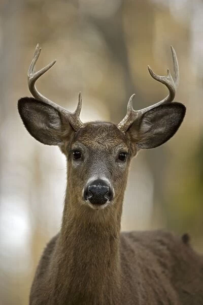 White-tailed Deer (Odocoileus virginianus) - New York - Young buck - Found over much of the U. S. -southern Canada and Mexico and introduced elsewhere in the world - Lives in forests-swamps