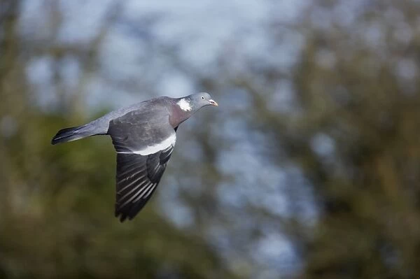 Woodpigeon - In Flight Columba palumbus Sussex, UK BI013354