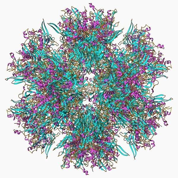 Adenovirus penton base protein F006  /  9572