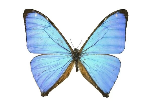 Aega morpho butterfly C016  /  2204