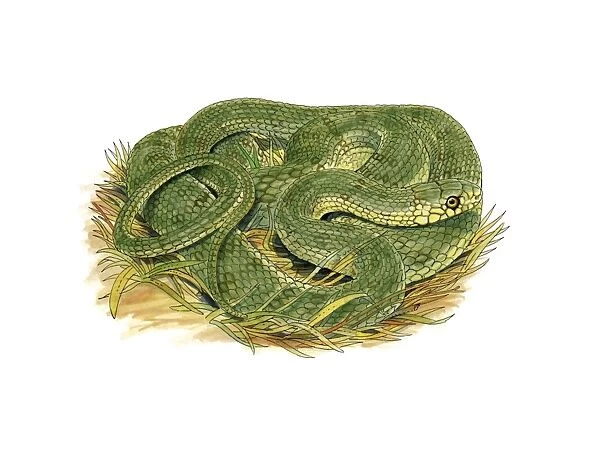 Aesculapian snake, artwork C016  /  3224