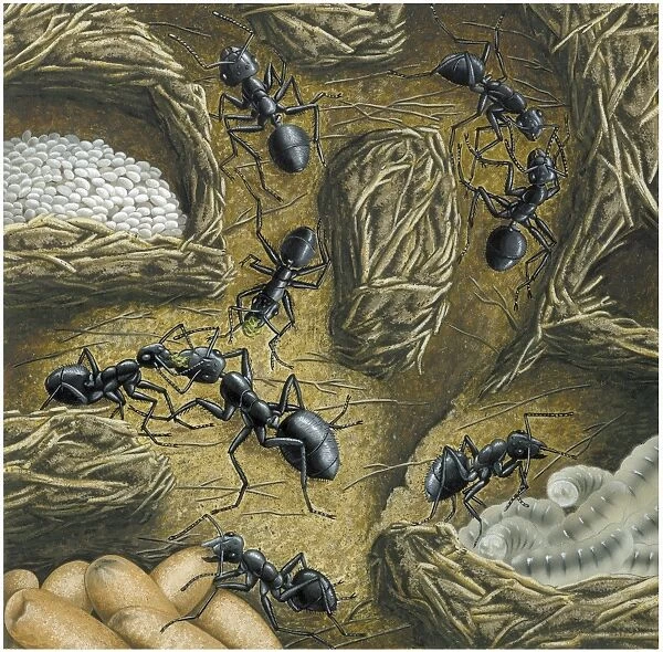 Ant nest, artwork C016  /  3292