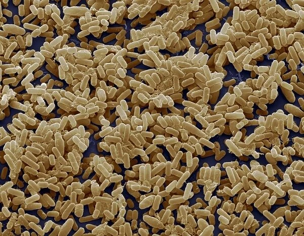 Bacillus subtilis bacteria, SEM