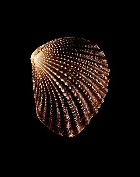 Bivalve mollusc shell C019  /  1360