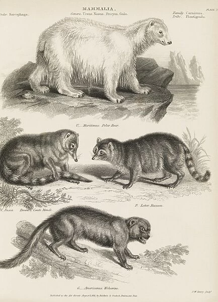 Carnivorous mammals, 19th century C015  /  6093