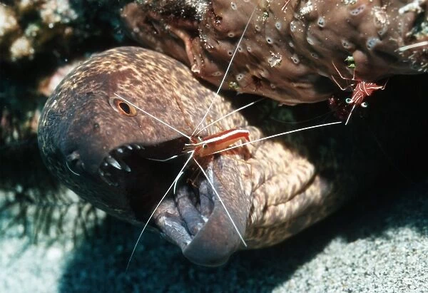 Cleaner shrimp cleaning a moray eel