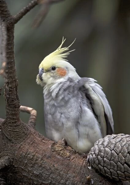 Cockatiel (Nymphicus hollanicus). This bird is originally native to Australia