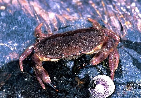 Common crab