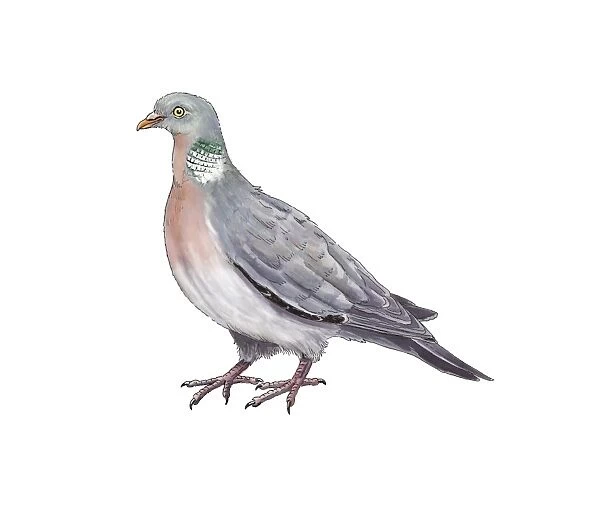 Common wood pigeon, artwork C016  /  3229