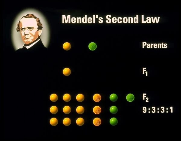 Computer artwork of Mendels Second Law