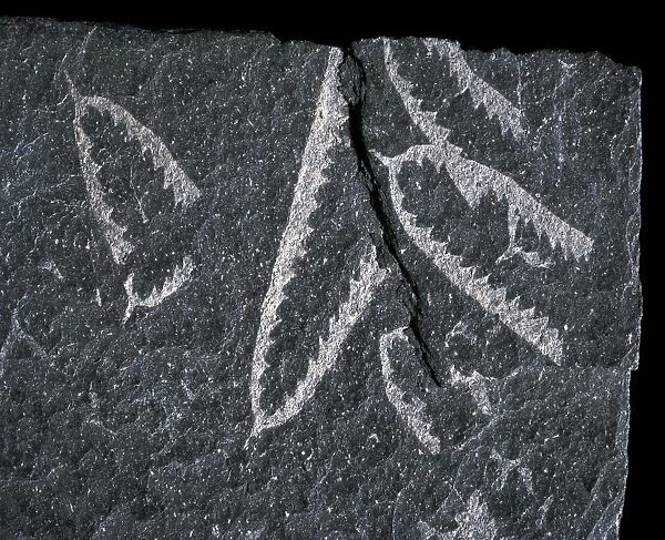 Didymograptus, graptolite fossil C016  /  4848