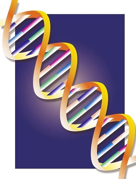 DNA, computer artwork. DNA (deoxyribonucleic acid) consists of two strands 