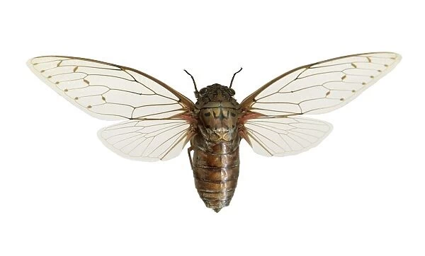 Empress cicada C016  /  2250