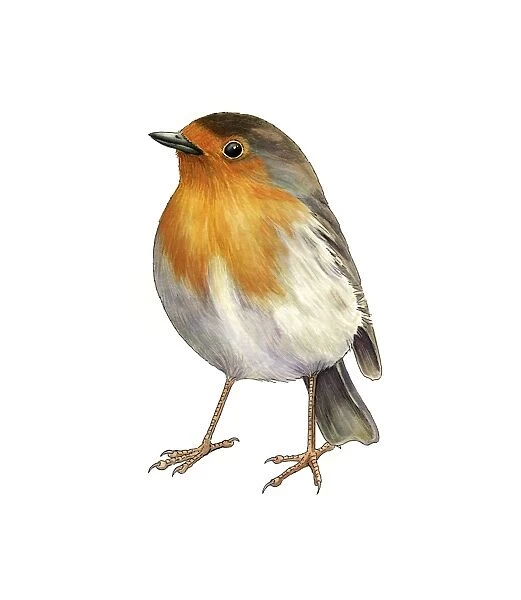 European robin, artwork C016  /  3243