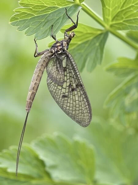 Female mayfly