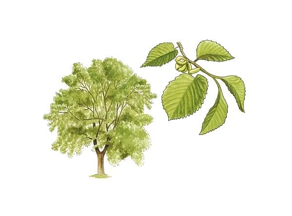 Field elm (Ulmus minor) tree, artwork C016  /  3386