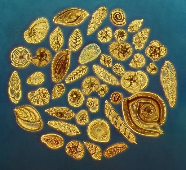 Foraminifera, light micrograph C016  /  8597