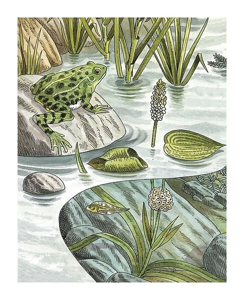 Frog life stages in a pond, artwork C016  /  3300