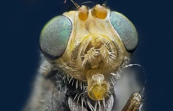 Fruit fly head C018  /  5815