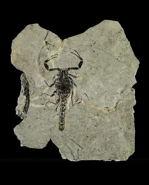 Gallio scorpion fossil C018  /  9405