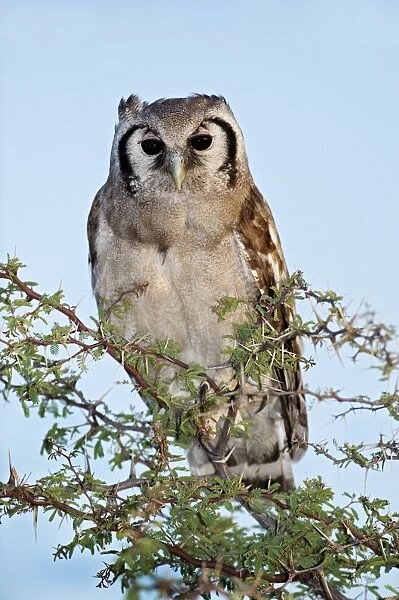 Giant eagle owl in a tree