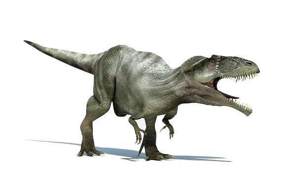 Giganotosaurus dinosaur, artwork