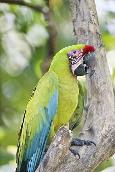 Great green macaw C013  /  6491