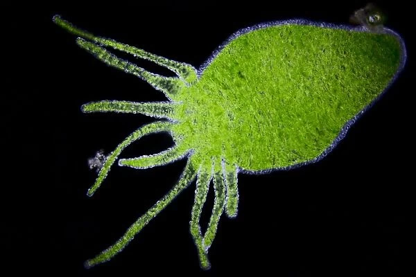 Green hydra, light micrograph C014  /  4679