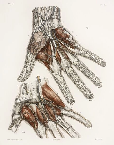 Hand anatomy, 19th Century illustration