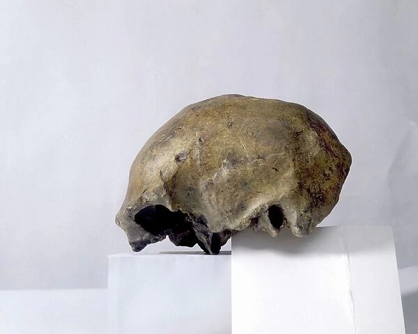 Homo erectus cranium C013  /  6552