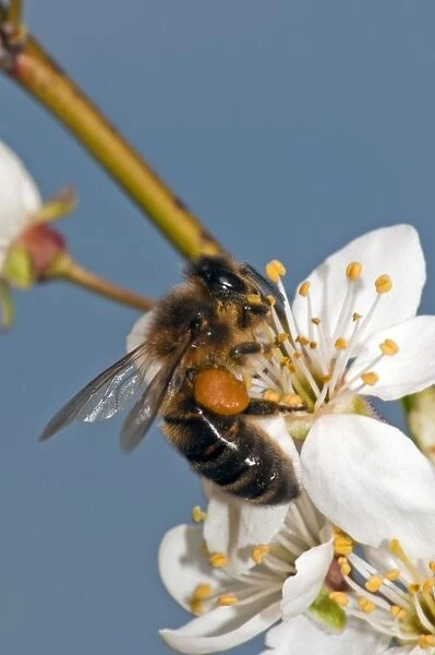 Honey bee collecting pollen C016  /  4699