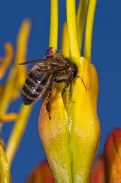 Honeybee feeding C014  /  2571