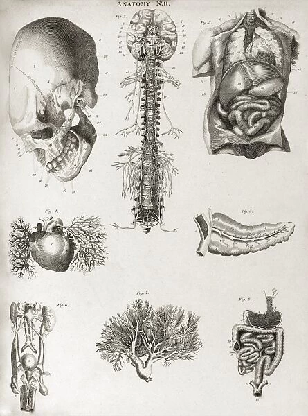 Human anatomy, 1823 C017  /  8057