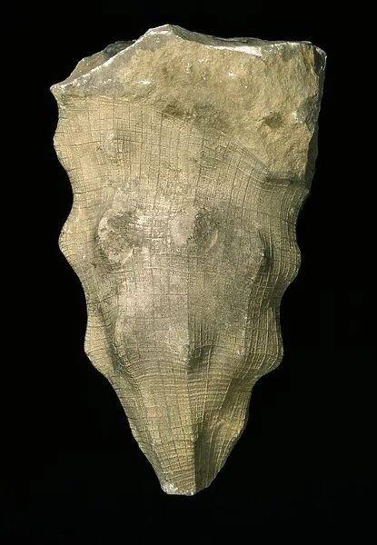Hydnoceras tuberosum, glass sponge fossil C016  /  4994